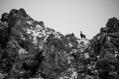 CZ_Chamois_1