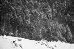 CZ_Chamois_5