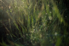 CZ_Ground_1