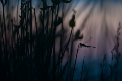 CZ_Ground_5
