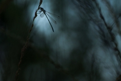 CZ_Ground_6