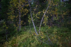 CZ_sinnsro_6