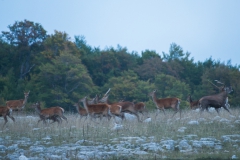 CZ_Rut_10