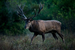 CZ_Rut_11