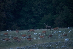 CZ_Rut_15