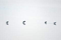 CZ_Tide_7